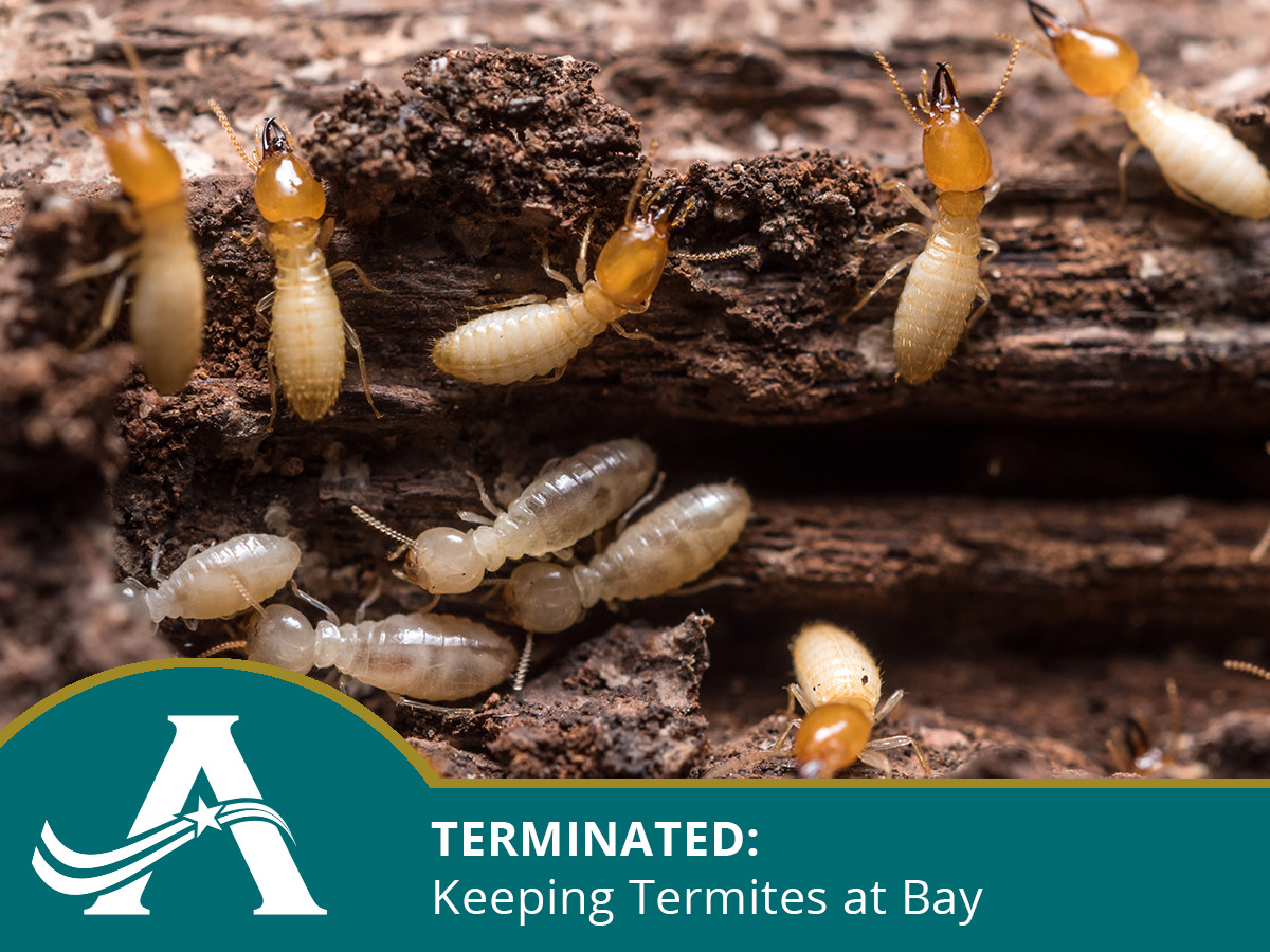 America's Preferred Home Warranty, Termites, Termite Control